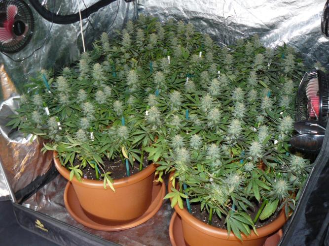 Interview with Biotabs. Week 1 - Lavender (Soma Seeds)