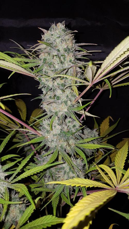Interview with Biotabs. Week 1 - Pineapple Chunk (Barneys Farm)
