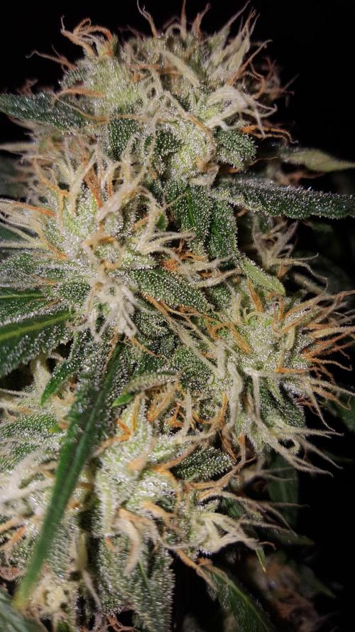 Interview with Biotabs. Week 1 - L.S.D. (Barneys Farm)