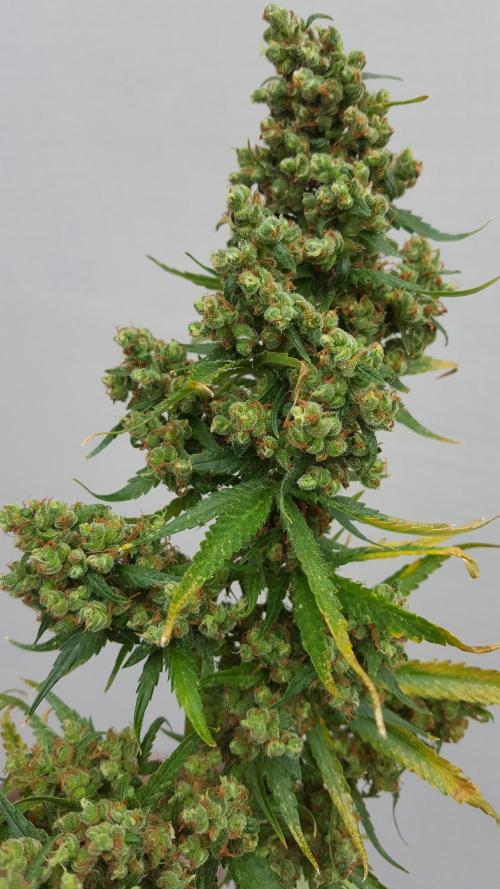 Interview with Biotabs. Week 1 - Jack Herer (Sensi Seeds)