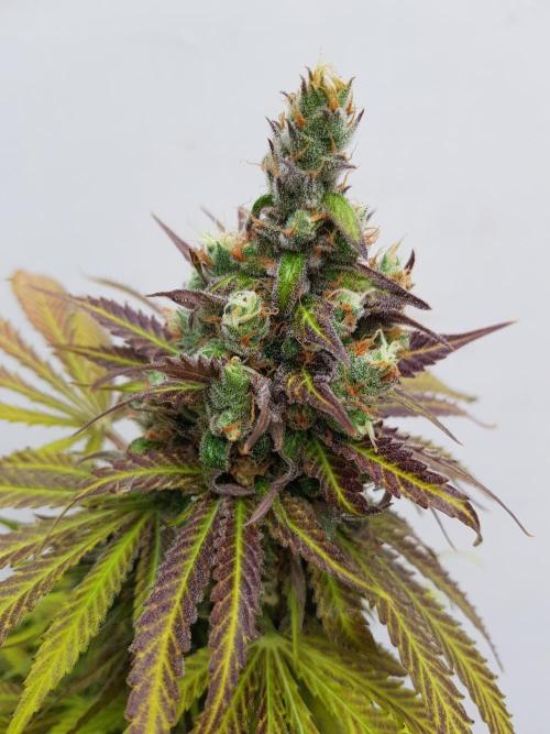 Interview with Biotabs. Week 1 - Fat Banana (RQS)