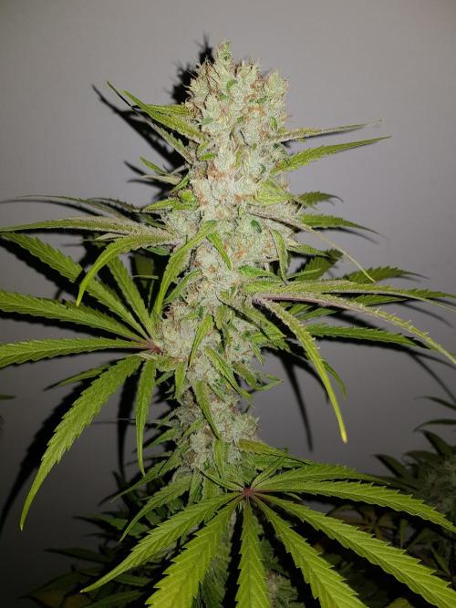 Interview with Biotabs. Week 1 - El Patron (RQS)
