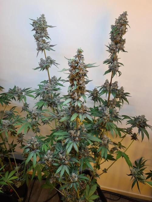 Interview with Biotabs. Week 1 - Cookies Gelato (RQS)