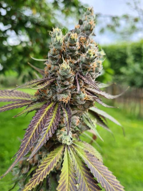 Interview with Biotabs. Week 1 - Cookies Gelato (RQS)