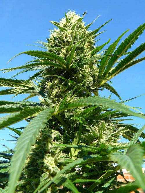 Interview with Biotabs. Week 1 - Northern Lights