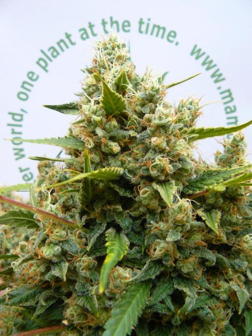 Interview with Biotabs. Week 1 - Critical #47 (Positronics)