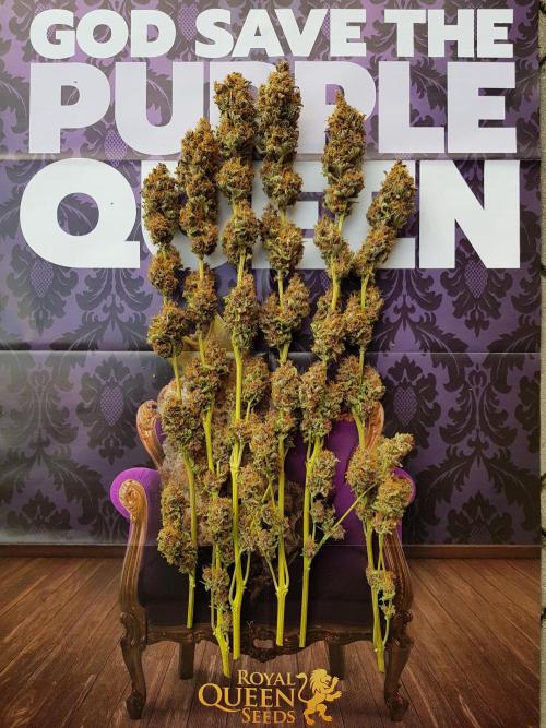 Interview with Biotabs. Week 1 - Purple Queen (RQS)