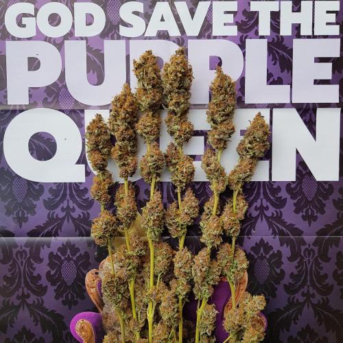 Interview with Biotabs. Week 1 - Purple Queen (RQS)