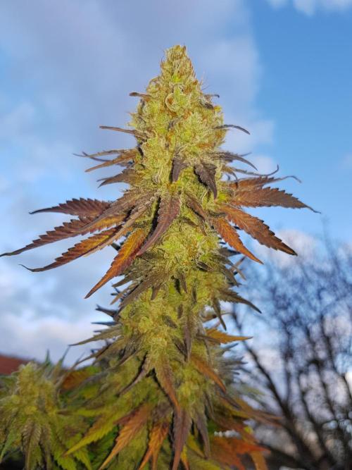 Interview with Biotabs. Week 1 - Royal Gorilla (RQS)