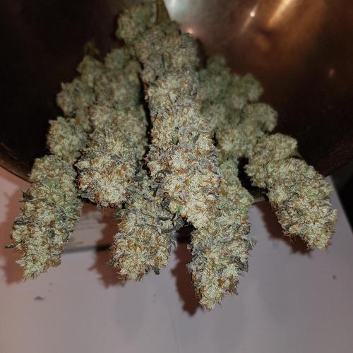 Interview with Biotabs. Week 1 - Royal Gorilla (RQS)