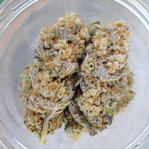 Interview with Biotabs. Week 1 - Royal Gorilla (RQS)
