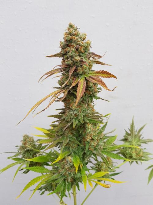 Interview with Biotabs. Week 1 - Special Queen (RQS)