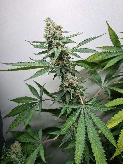 Interview with Biotabs. Week 1 - Triple G (RQS)
