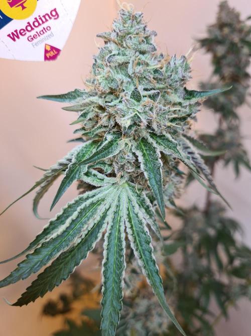 Interview with Biotabs. Week 1 - Wedding Gelato (RQS)