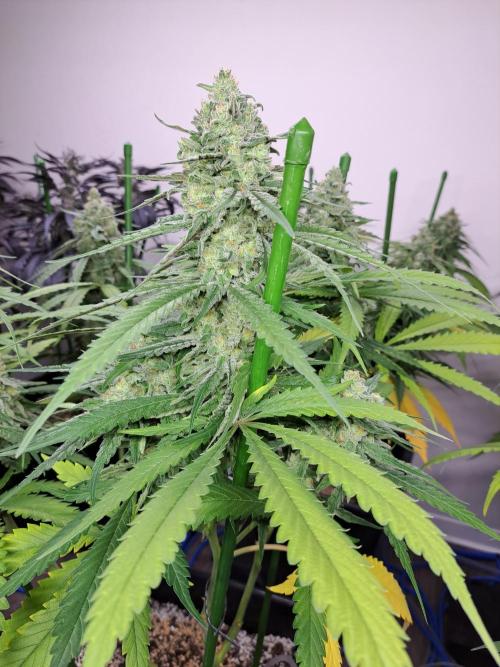 Interview with Biotabs. Week 1 - Liberty Haze (Barneys Farm)