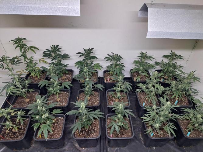 #NOVEGCANNABIS Challenge. Week 10 - DAY36 Overview