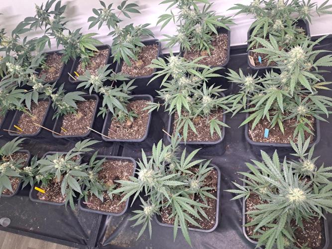 #NOVEGCANNABIS Challenge. Week 10 - DAY36 Overview