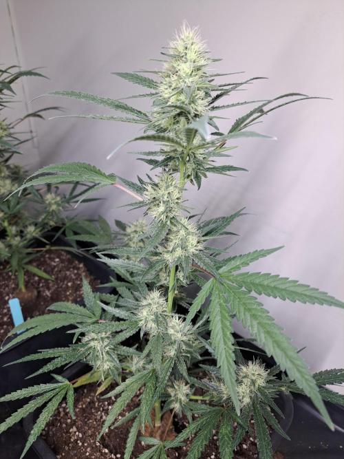 #NOVEGCANNABIS Challenge. Week 10 - DAY36 Biscotti #7