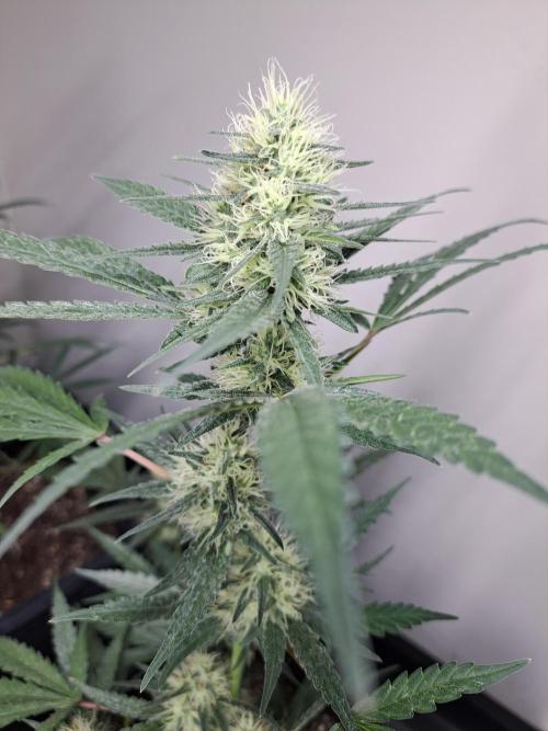 #NOVEGCANNABIS Challenge. Week 10 - DAY36 Biscotti #7