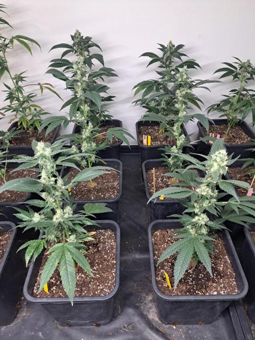 #NOVEGCANNABIS Challenge. Week 10 - DAY36 Cookies Gelato