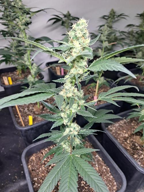 #NOVEGCANNABIS Challenge. Week 10 - DAY36 Cookies Gelato