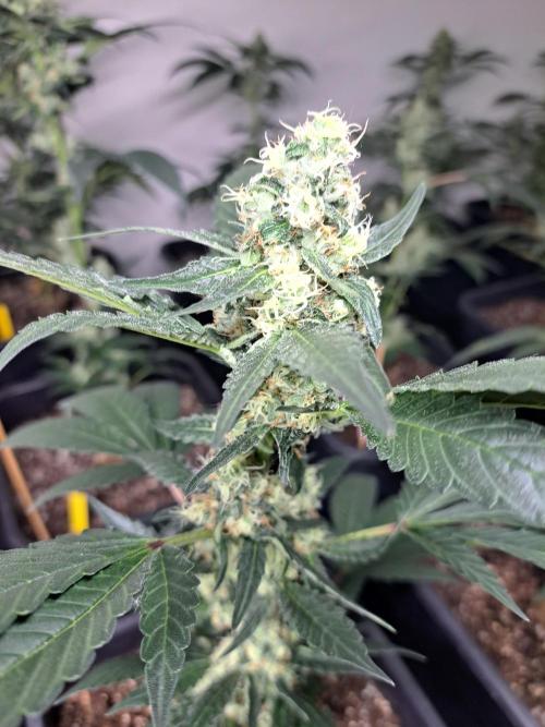 #NOVEGCANNABIS Challenge. Week 10 - DAY36 Cookies Gelato