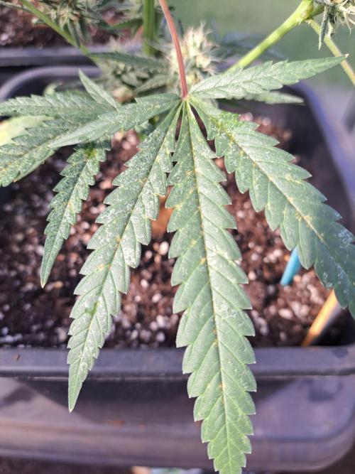 #NOVEGCANNABIS Challenge. Week 10 - DAY36 Burned leaves....