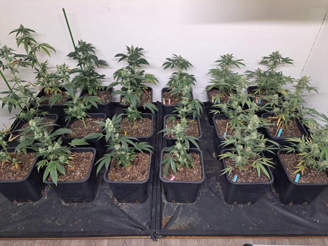 #NOVEGCANNABIS Challenge. Week 11 - DAY 43