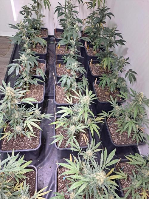 #NOVEGCANNABIS Challenge. Week 11 - DAY 43