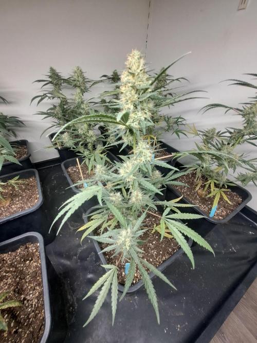 #NOVEGCANNABIS Challenge. Week 11 - DAY 43 Biscotti #7