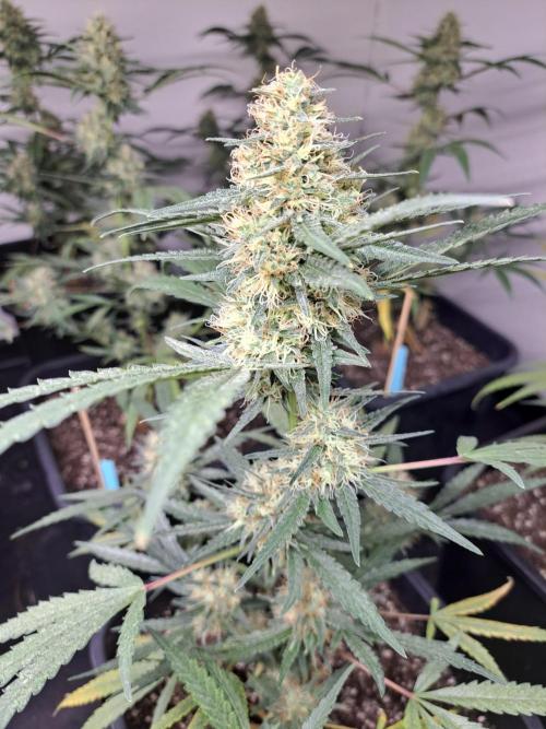 #NOVEGCANNABIS Challenge. Week 11 - DAY 43 Biscotti #7
