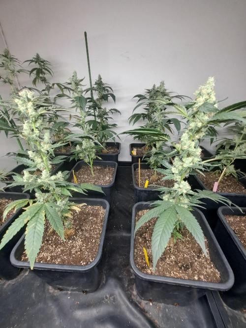 #NOVEGCANNABIS Challenge. Week 11 - DAY 43 Cookies Gelato