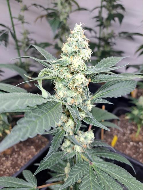 #NOVEGCANNABIS Challenge. Week 11 - DAY 43 Cookies Gelato