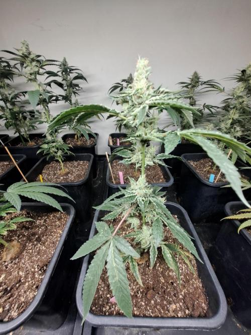 #NOVEGCANNABIS Challenge. Week 11 - DAY 43 Wedding Gelato
