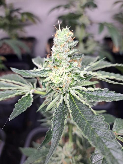 #NOVEGCANNABIS Challenge. Week 11 - DAY 43 Wedding Gelato