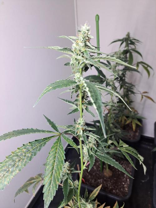 #NOVEGCANNABIS Challenge. Week 11 - Day43 Triple G