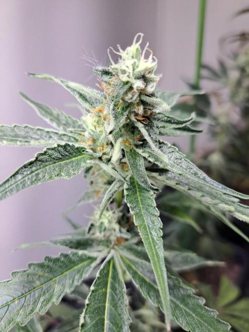 #NOVEGCANNABIS Challenge. Week 11 - Day43 Triple G