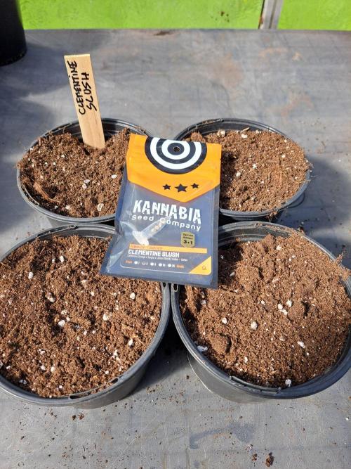 Clementine Slush. Week 0 - Seeds planted