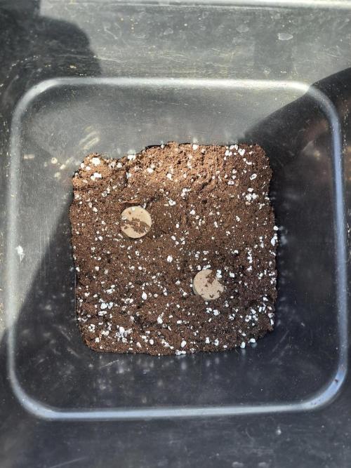 Mikromachine Auto. Week 0 - DAY 1 : Two flowering tabs