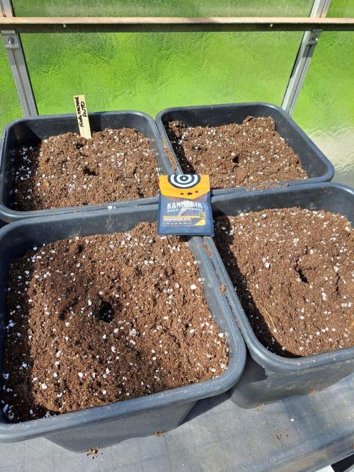 Mikromachine Auto. Week 0