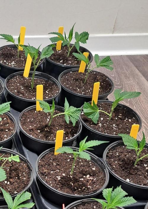 GH Cookies Gelato CLONE. Week 3