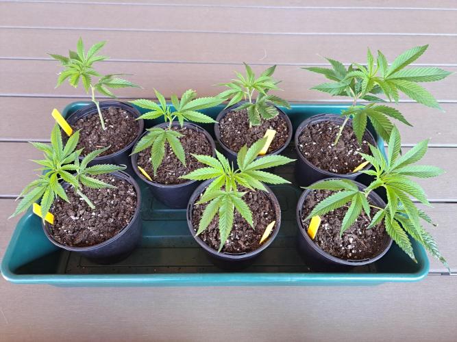 GH Cookies Gelato CLONE. Week 5 - DAY34