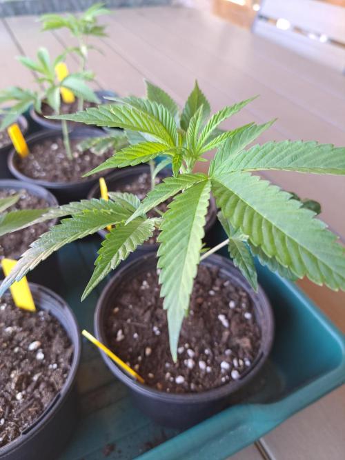 GH Cookies Gelato CLONE. Week 5 - DAY34