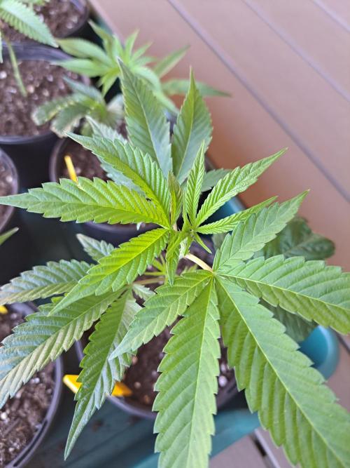 GH Cookies Gelato CLONE. Week 5 - DAY34