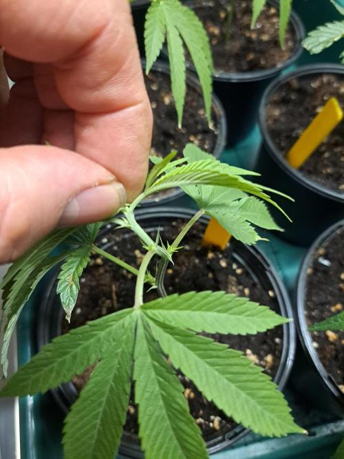 GH Cookies Gelato CLONE. Week 5 - DAY34 Topping