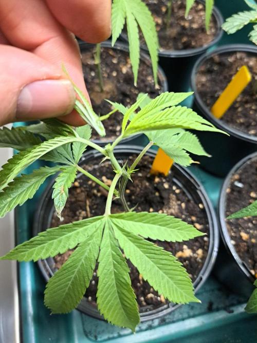 GH Cookies Gelato CLONE. Week 5 - DAY34 Topping