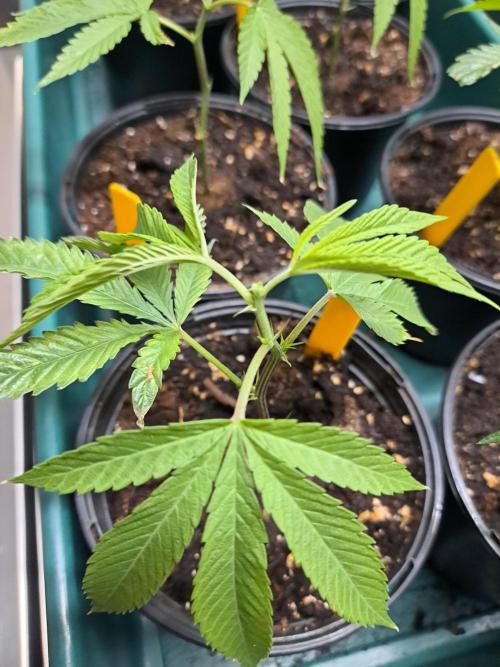 GH Cookies Gelato CLONE. Week 5 - DAY34 Topping