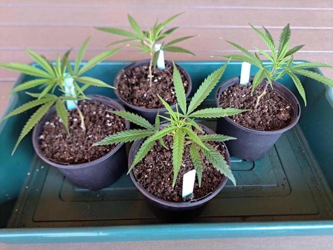 Biscotti#7 Zamnesia CLONE. Week 5 - DAY39