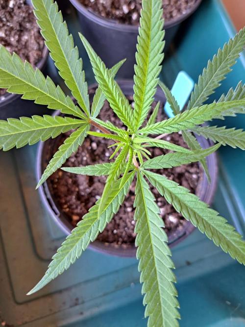 Biscotti#7 Zamnesia CLONE. Week 5 - DAY39