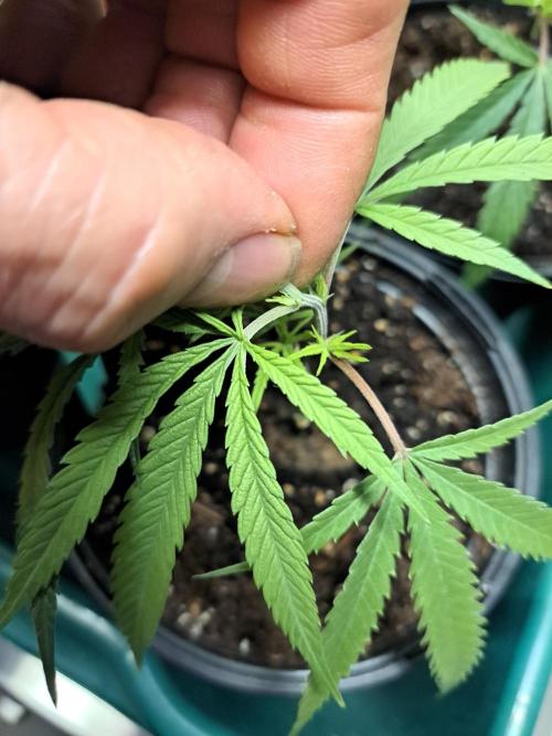 Biscotti#7 Zamnesia CLONE. Week 5 - DAY39 Topping